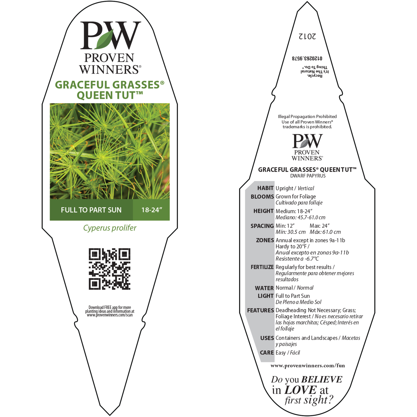 Graceful Grasses® Queen Tut™ Dwarf Papyrus (Cyperus prolifer)