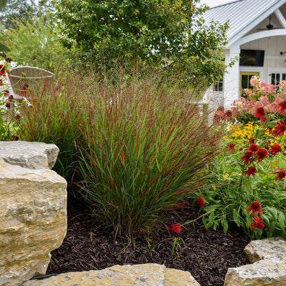 Prairie Winds® 'Cheyenne Sky' Red Switch Grass (Panicum virgatum)