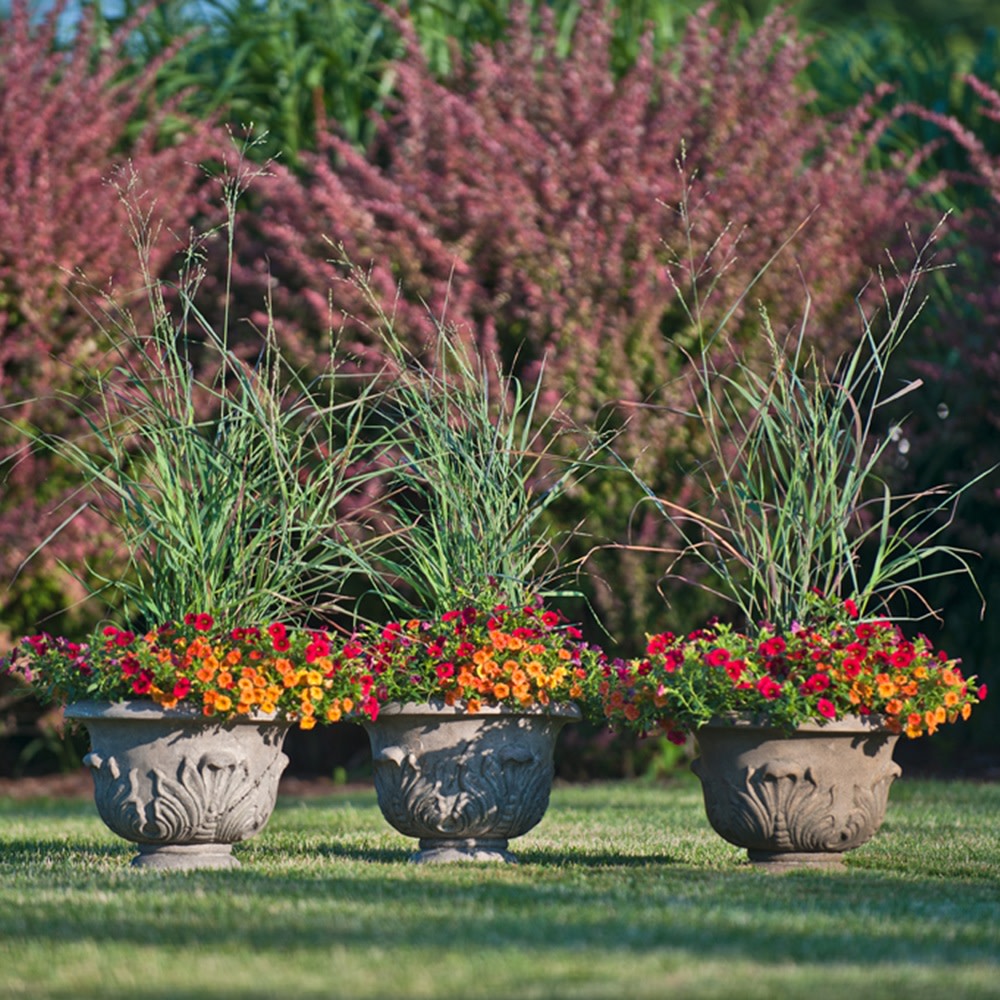 Prairie Winds® 'Cheyenne Sky' Red Switch Grass (Panicum virgatum)