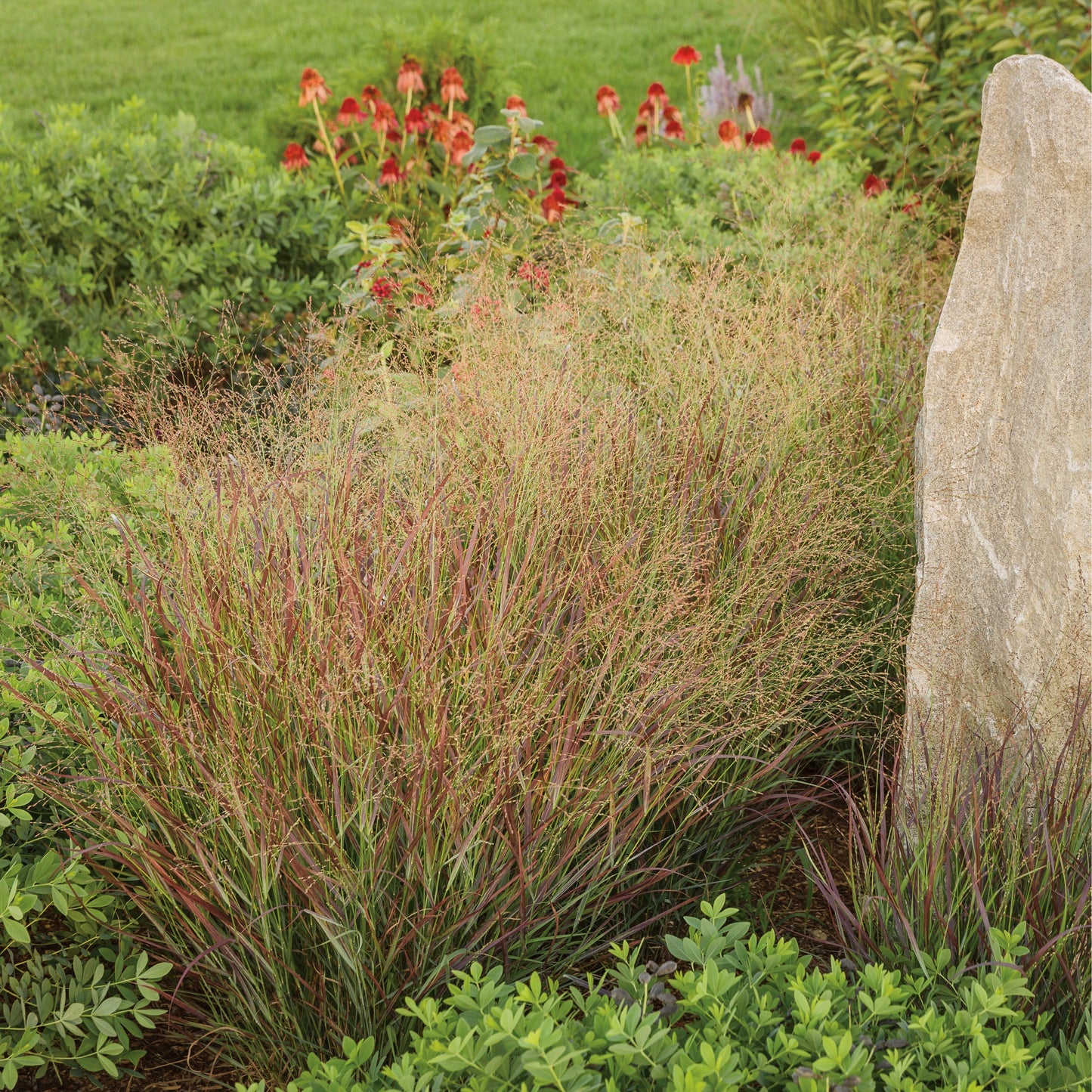 Prairie Winds® 'Cheyenne Sky' Red Switch Grass (Panicum virgatum)
