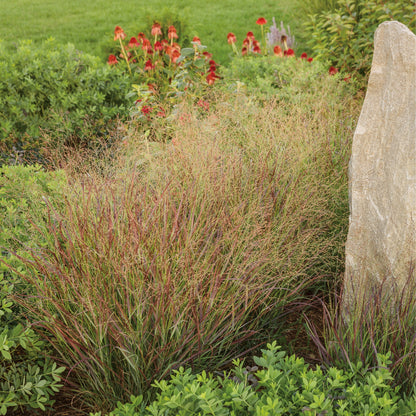 Prairie Winds® 'Cheyenne Sky' Red Switch Grass (Panicum virgatum)