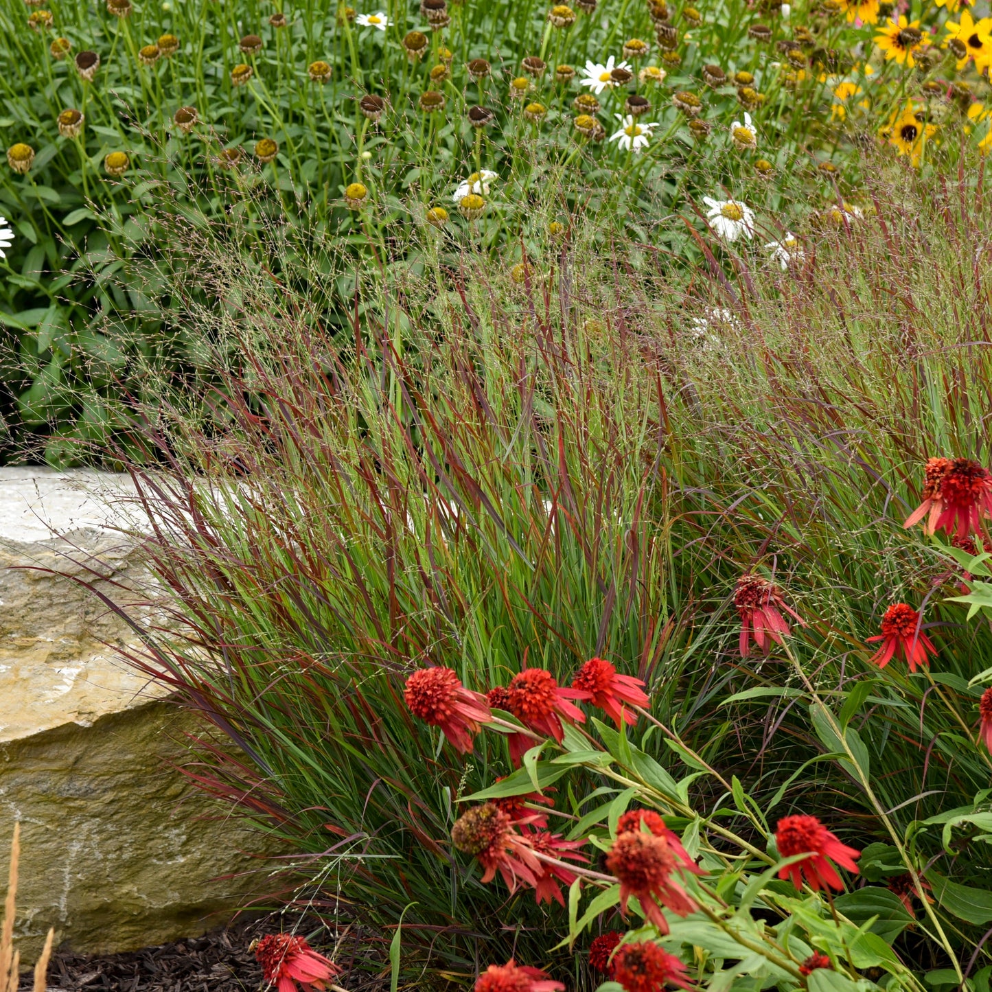 Prairie Winds® 'Cheyenne Sky' Red Switch Grass (Panicum virgatum)