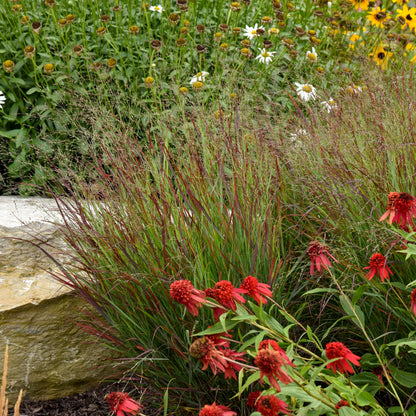 Prairie Winds® 'Cheyenne Sky' Red Switch Grass (Panicum virgatum)