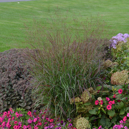 Prairie Winds® 'Cheyenne Sky' Red Switch Grass (Panicum virgatum)
