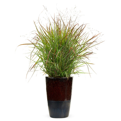 Prairie Winds® 'Cheyenne Sky' Red Switch Grass (Panicum virgatum)