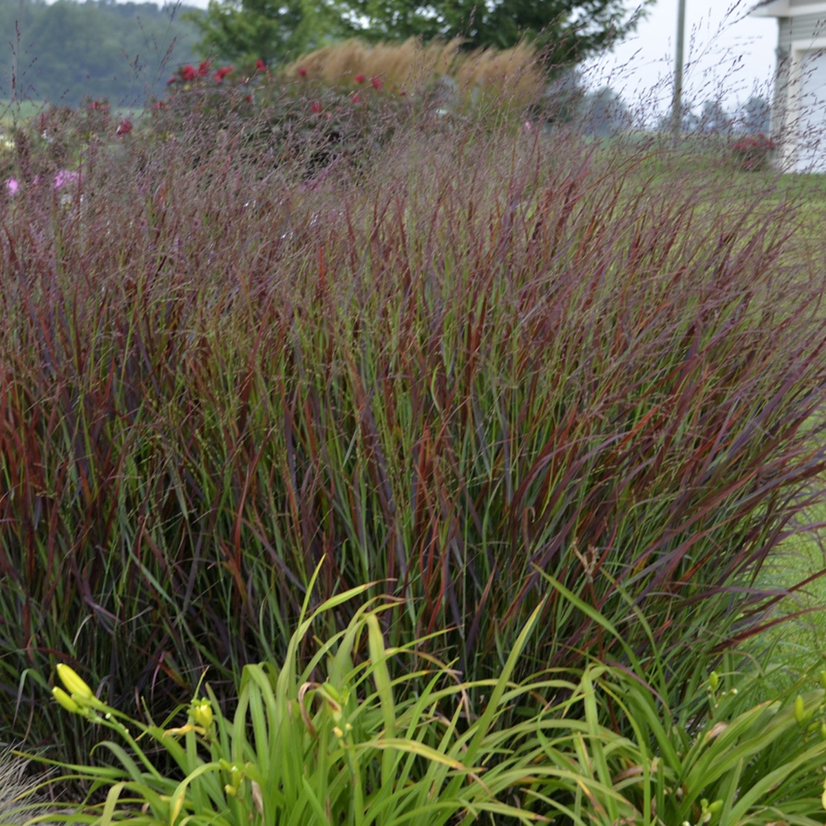 Prairie Winds® 'Cheyenne Sky' Red Switch Grass (Panicum virgatum)