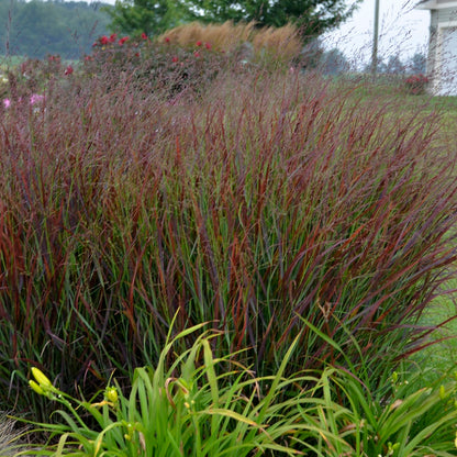 Prairie Winds® 'Cheyenne Sky' Red Switch Grass (Panicum virgatum)