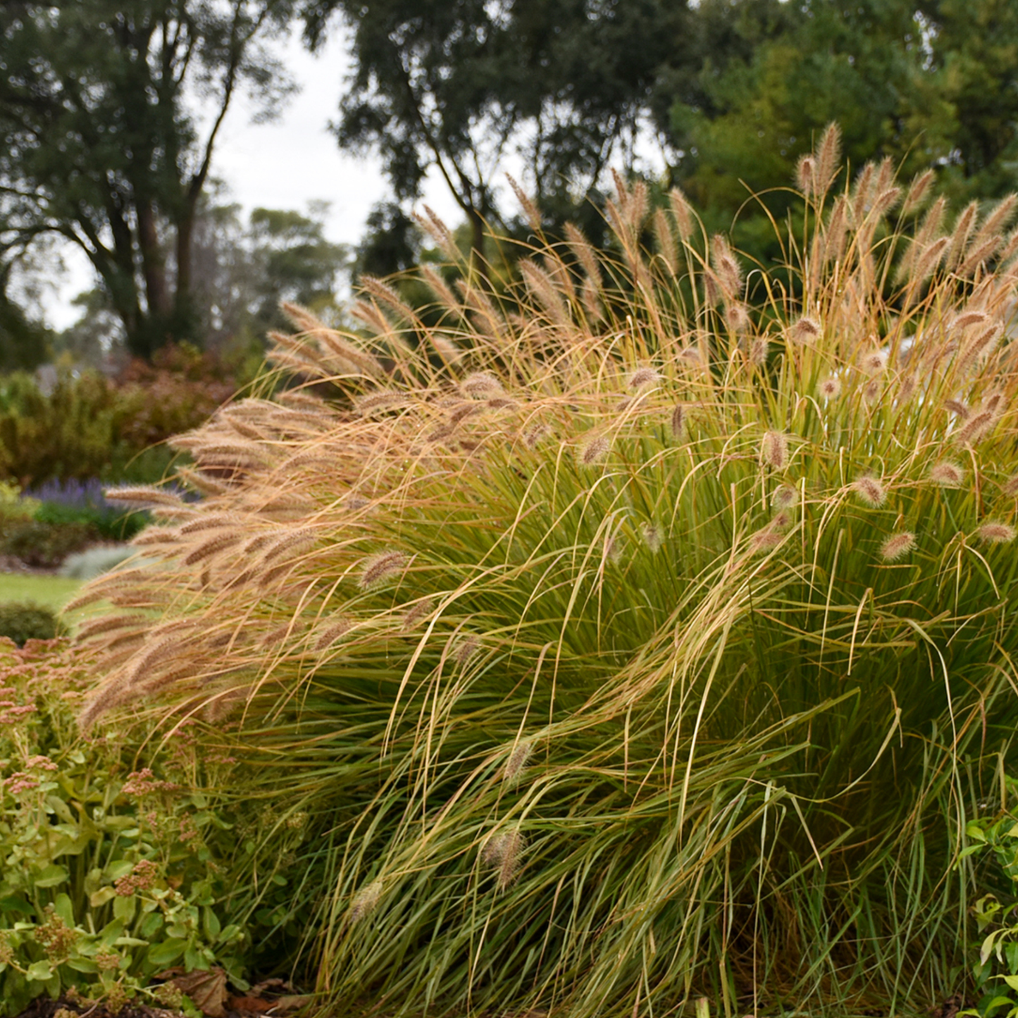 Prairie Winds® 'Desert Plains' Fountain Grass (Pennisetum alopecuroides)
