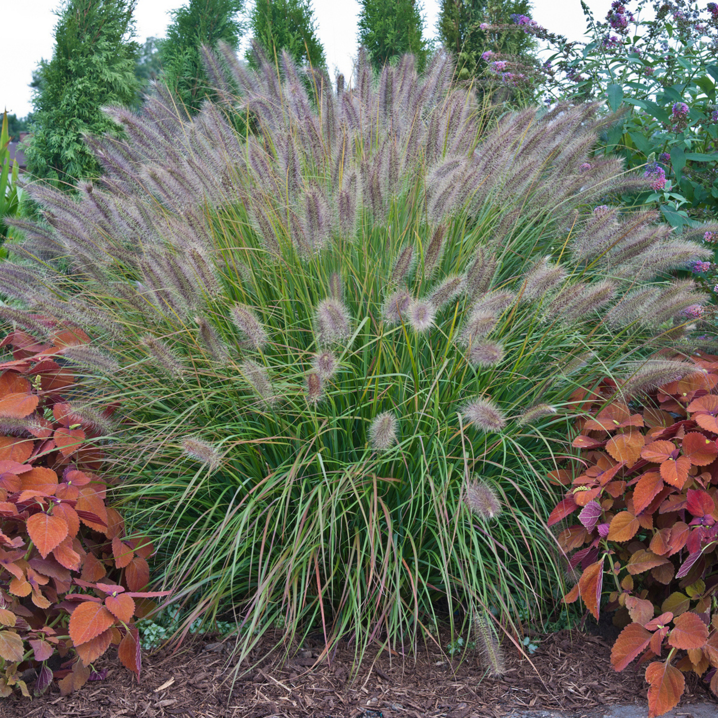 Prairie Winds® 'Desert Plains' Fountain Grass (Pennisetum alopecuroides)