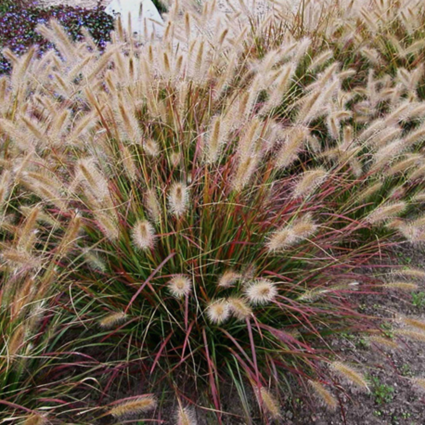 Prairie Winds® 'Desert Plains' Fountain Grass (Pennisetum alopecuroides)