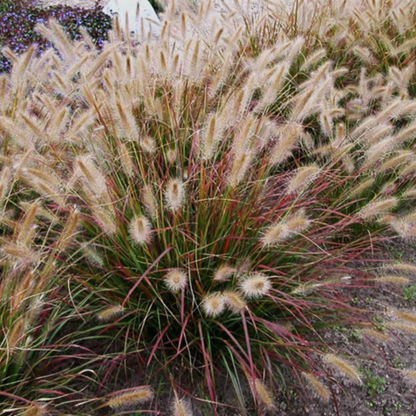 Prairie Winds® 'Desert Plains' Fountain Grass (Pennisetum alopecuroides)