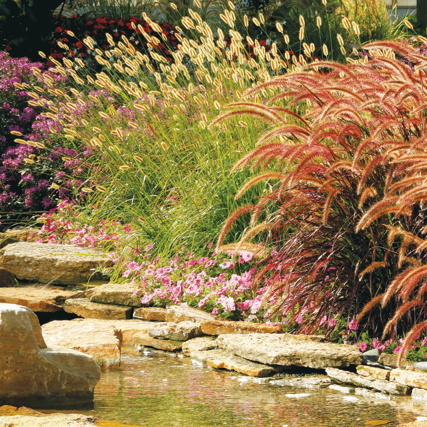Prairie Winds® 'Desert Plains' Fountain Grass (Pennisetum alopecuroides)