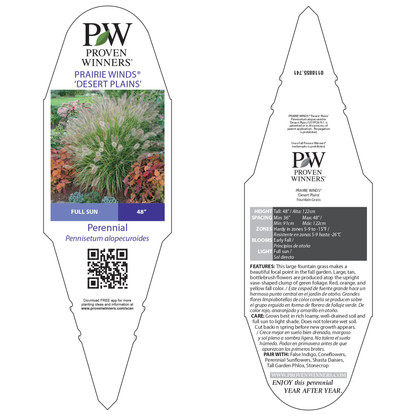 Prairie Winds® 'Desert Plains' Fountain Grass (Pennisetum alopecuroides)