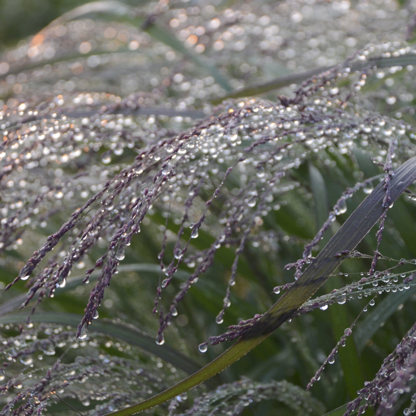 Prairie Winds® 'Apache Rose' Switch Grass (Panicum virgatum)