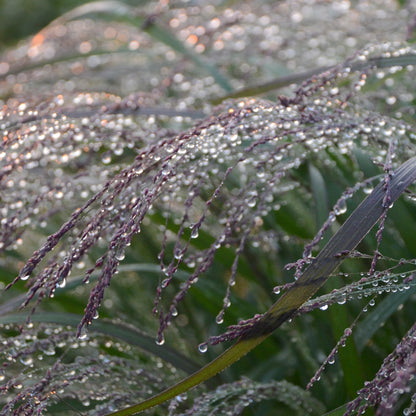 Prairie Winds® 'Apache Rose' Switch Grass (Panicum virgatum)