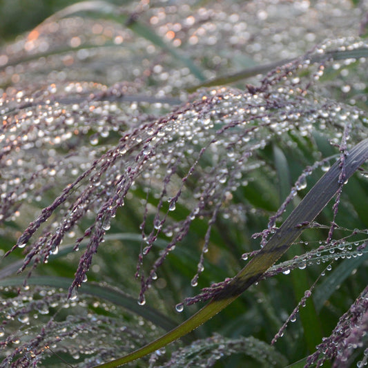 Prairie Winds® 'Apache Rose' Switch Grass (Panicum virgatum)