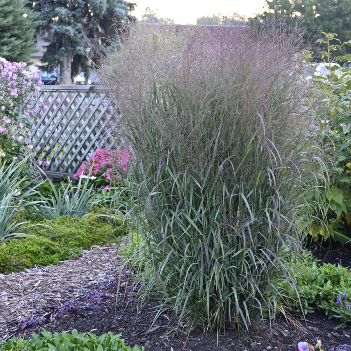 Prairie Winds® 'Apache Rose' Switch Grass (Panicum virgatum)