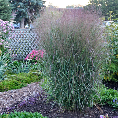 Prairie Winds® 'Apache Rose' Switch Grass (Panicum virgatum)