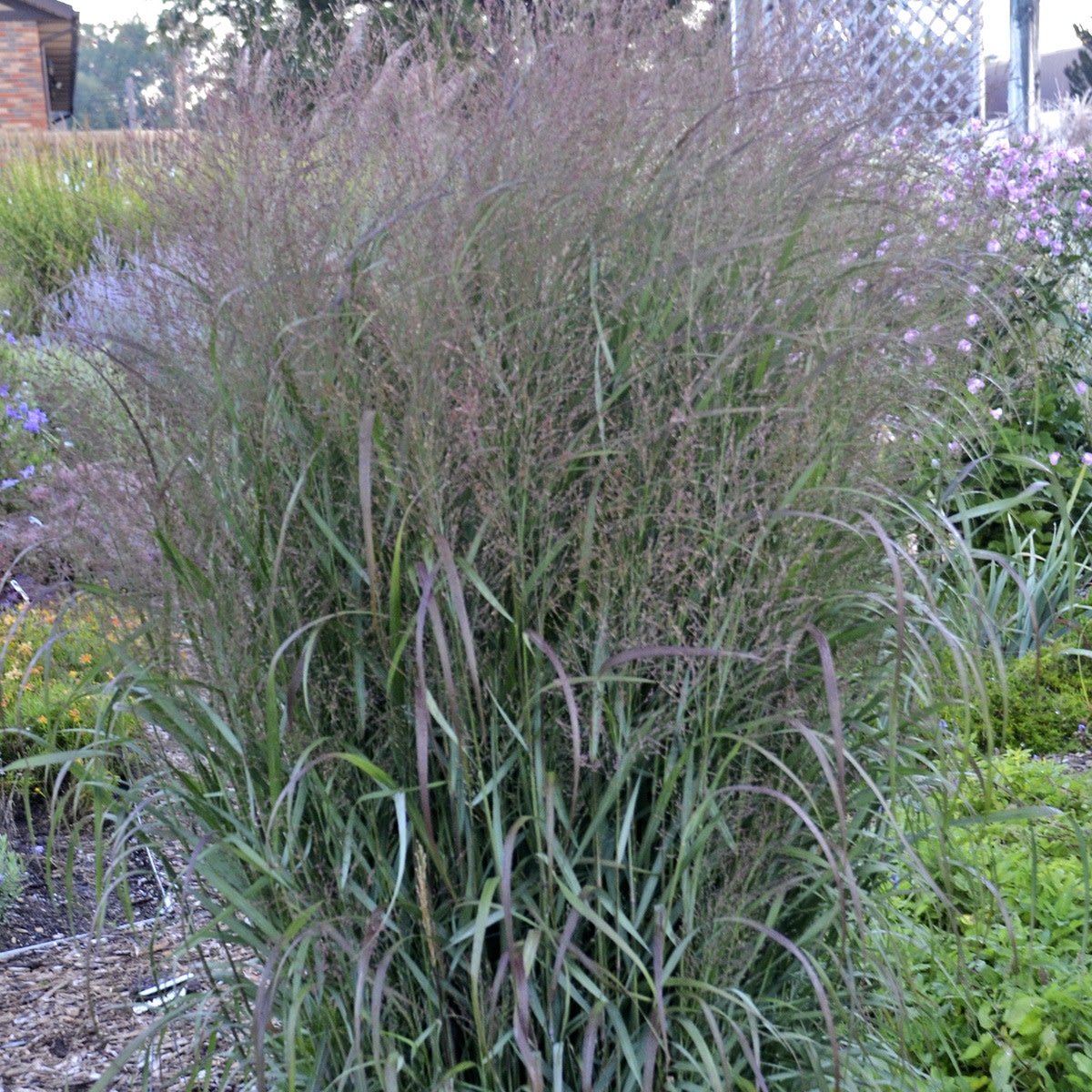 Prairie Winds® 'Apache Rose' Switch Grass (Panicum virgatum)