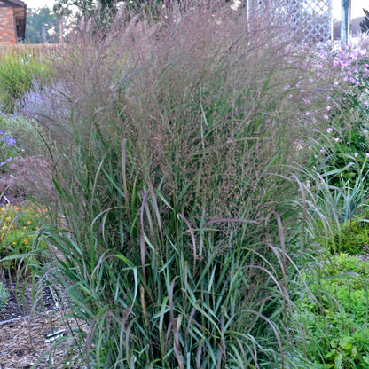 Prairie Winds® 'Apache Rose' Switch Grass (Panicum virgatum)