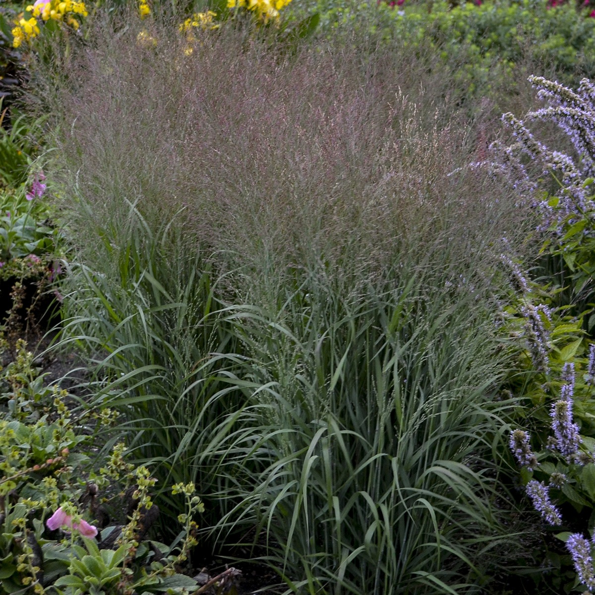 Prairie Winds® 'Apache Rose' Switch Grass (Panicum virgatum)