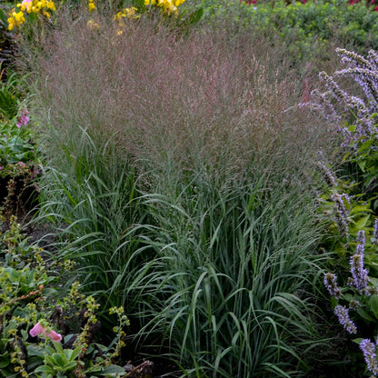 Prairie Winds® 'Apache Rose' Switch Grass (Panicum virgatum)