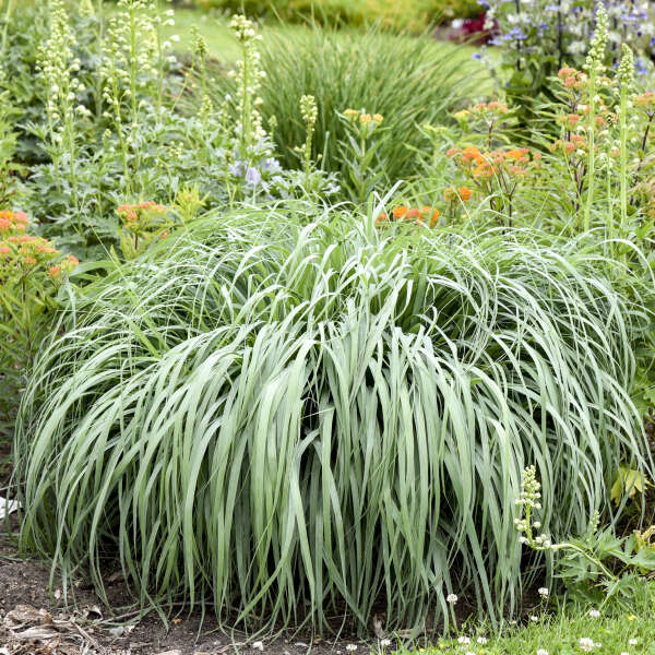 Prairie Winds 'Niagara Falls' Prairie Winds 'Niagara Falls' Switch Grass in focus.