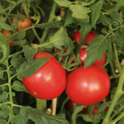 Garden to Table Plants|Lycopersicon - Tempting Tomatoes 'Garden Treasure' 1