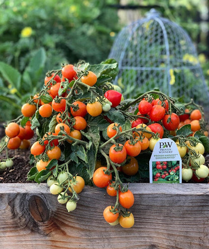 Garden to Table Plants|Lycopersicon - Tempting Tomatoes 'Goodhearted'  1