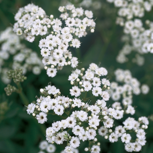 Festival Star® Hardy Baby's Breath (Gypsophila paniculata)