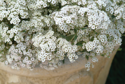 Festival Star® Hardy Baby's Breath (Gypsophila paniculata)