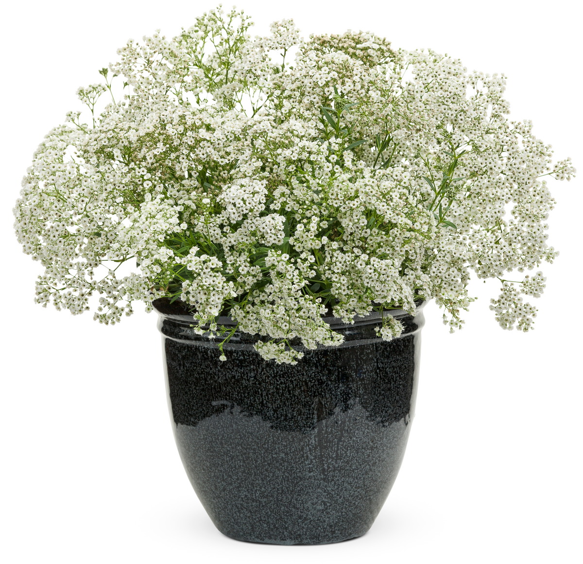 Festival Star® Hardy Baby's Breath (Gypsophila paniculata)