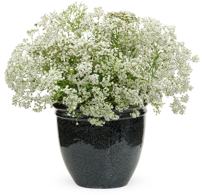 Festival Star® Hardy Baby's Breath (Gypsophila paniculata)