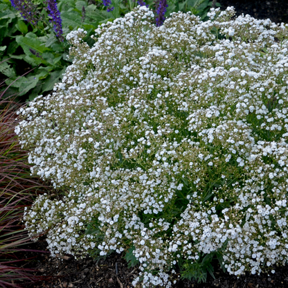 Festival Star® Hardy Baby's Breath (Gypsophila paniculata)