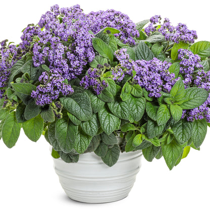 Aromagica® Purple Heliotrope (Heliotropium arborescens)