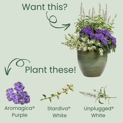 Aromagica® Purple Heliotrope (Heliotropium arborescens)