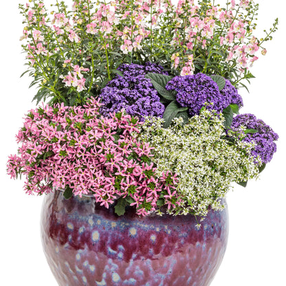 Aromagica® Purple Heliotrope (Heliotropium arborescens)