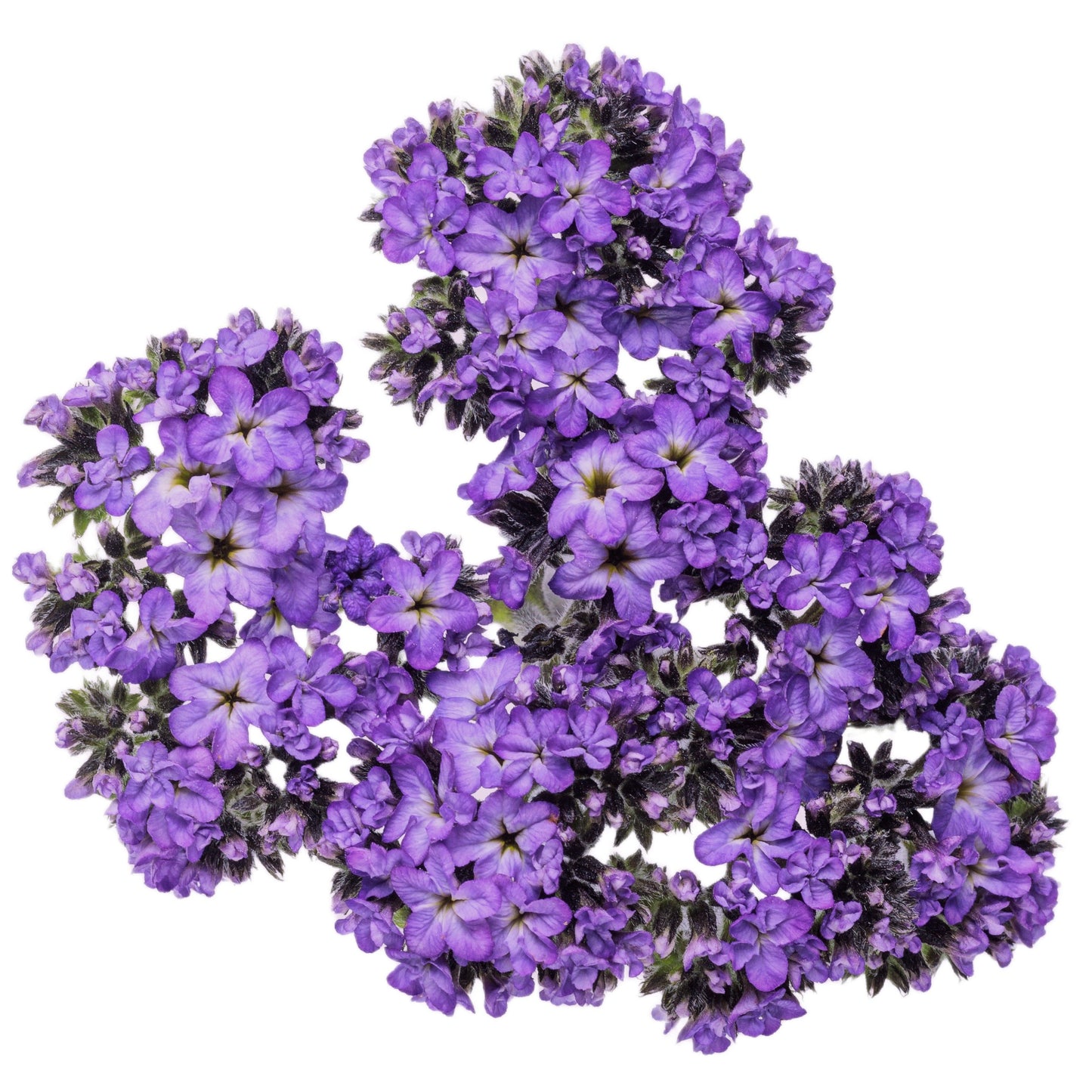 Aromagica® Purple Heliotrope (Heliotropium arborescens)