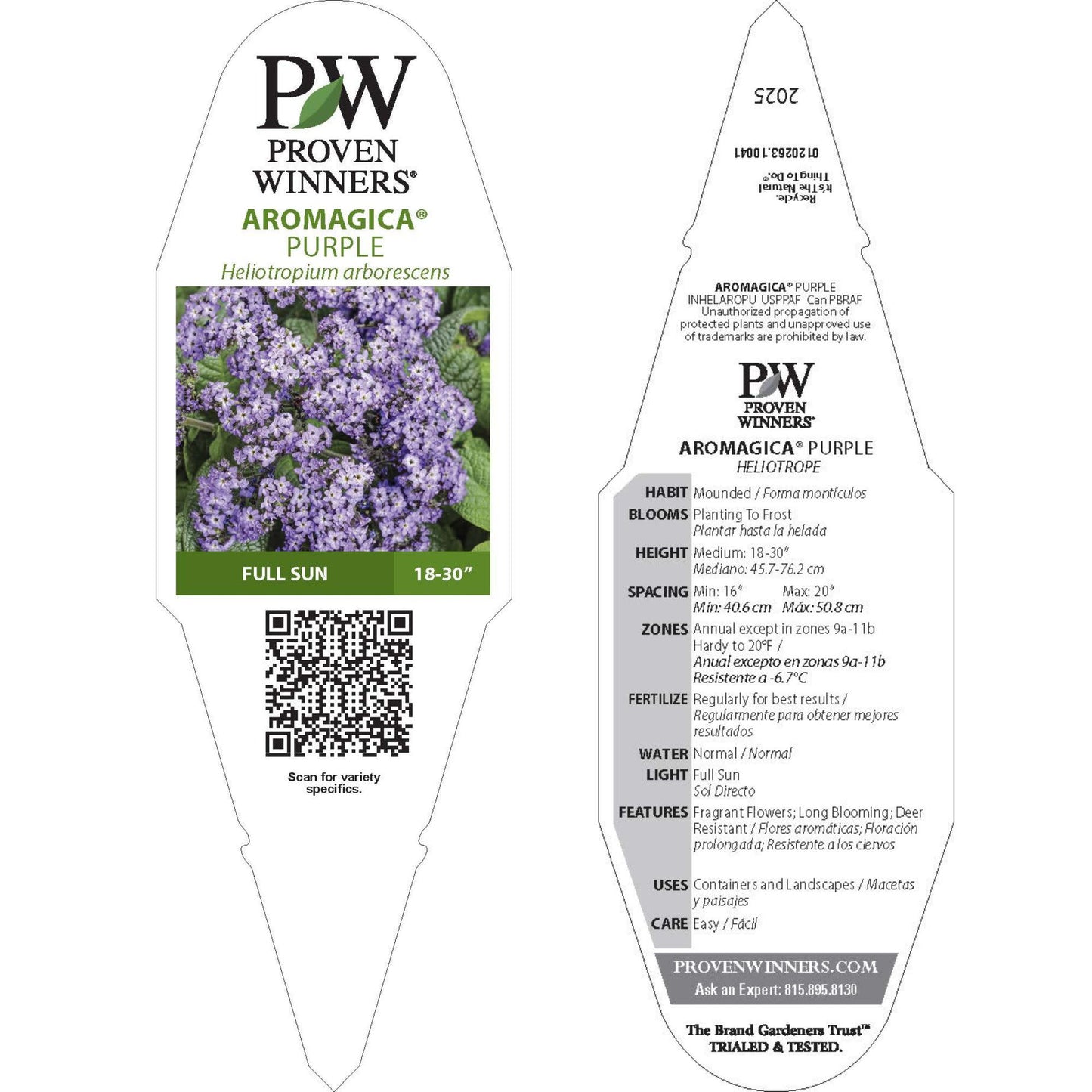 Aromagica® Purple Heliotrope (Heliotropium arborescens)