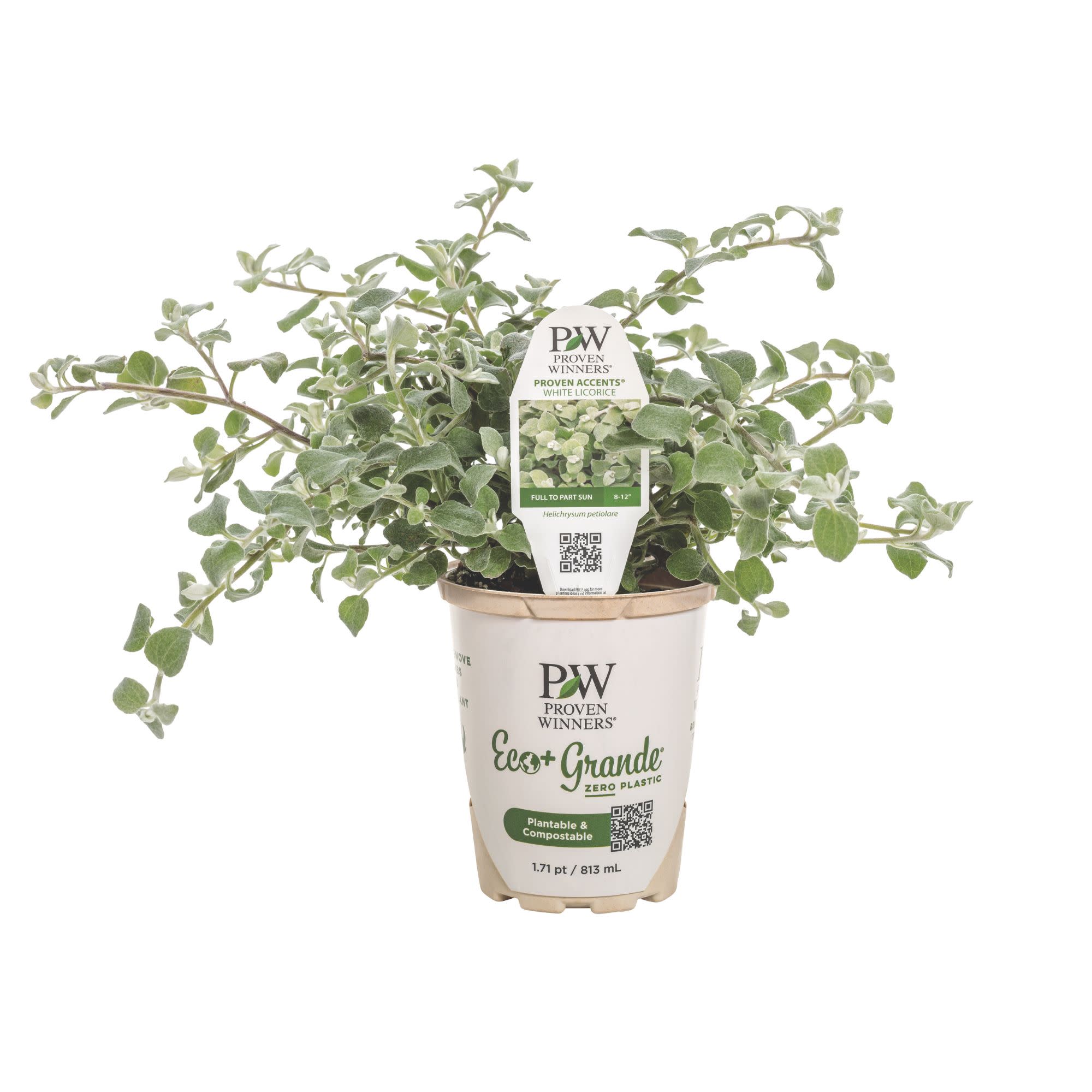 Licorice Plant | White Licorice | Proven Winners® Annuals – Proven