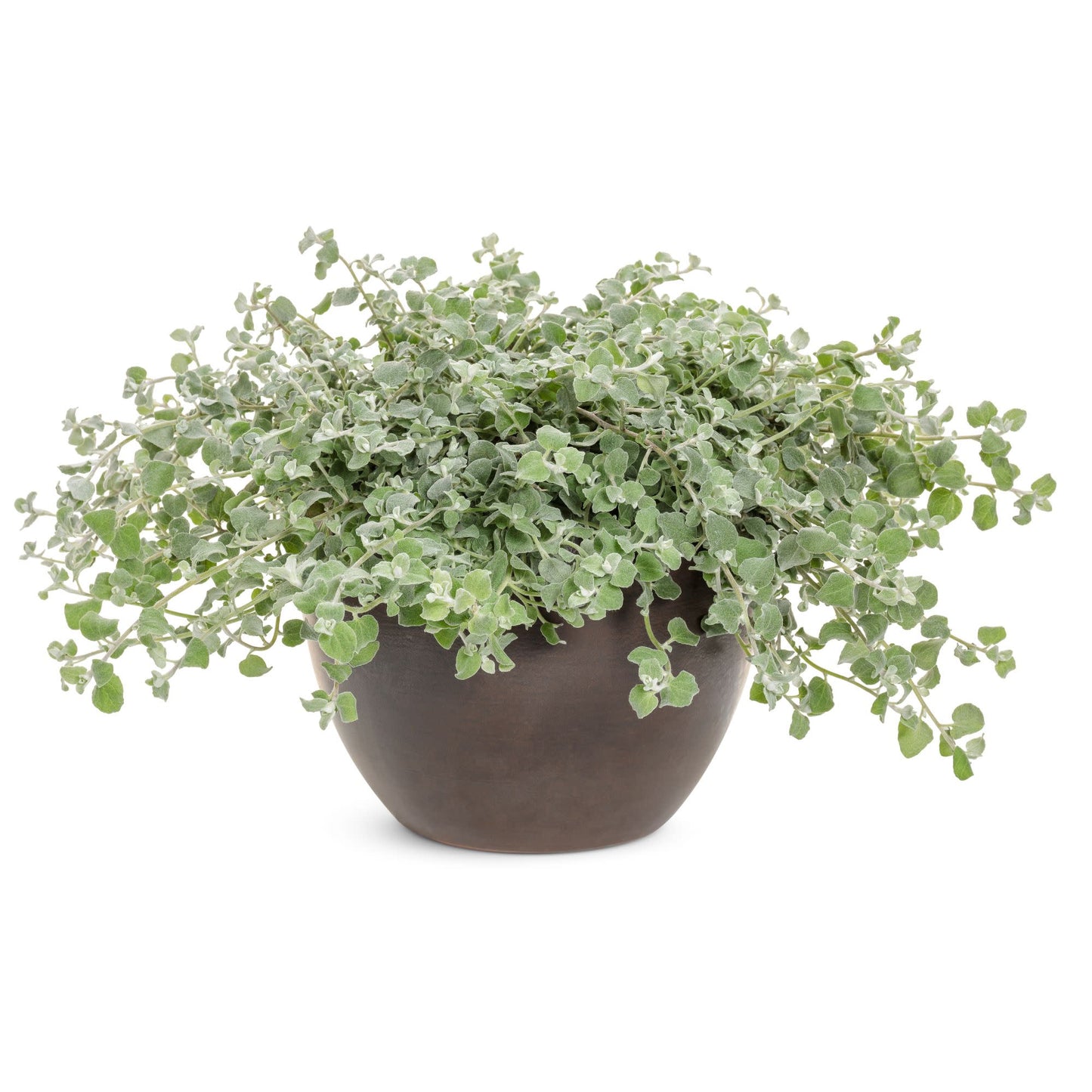White Licorice Licorice Plant (Helichrysum petiolare)