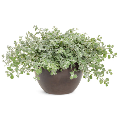 White Licorice Licorice Plant (Helichrysum petiolare)