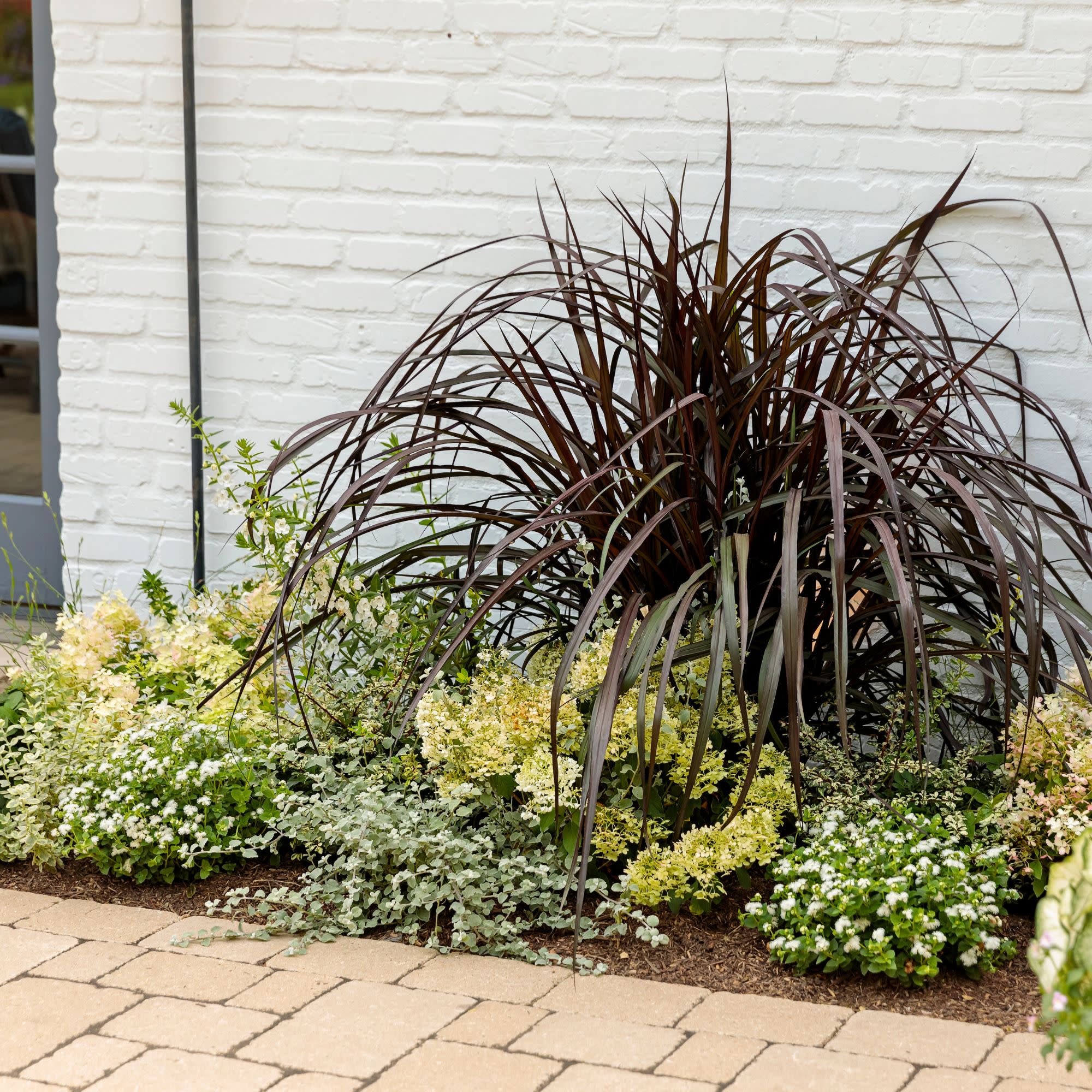 フラワー・リース ririco Licorice Plant | White Licorice | Proven Winners® Annuals – Proven