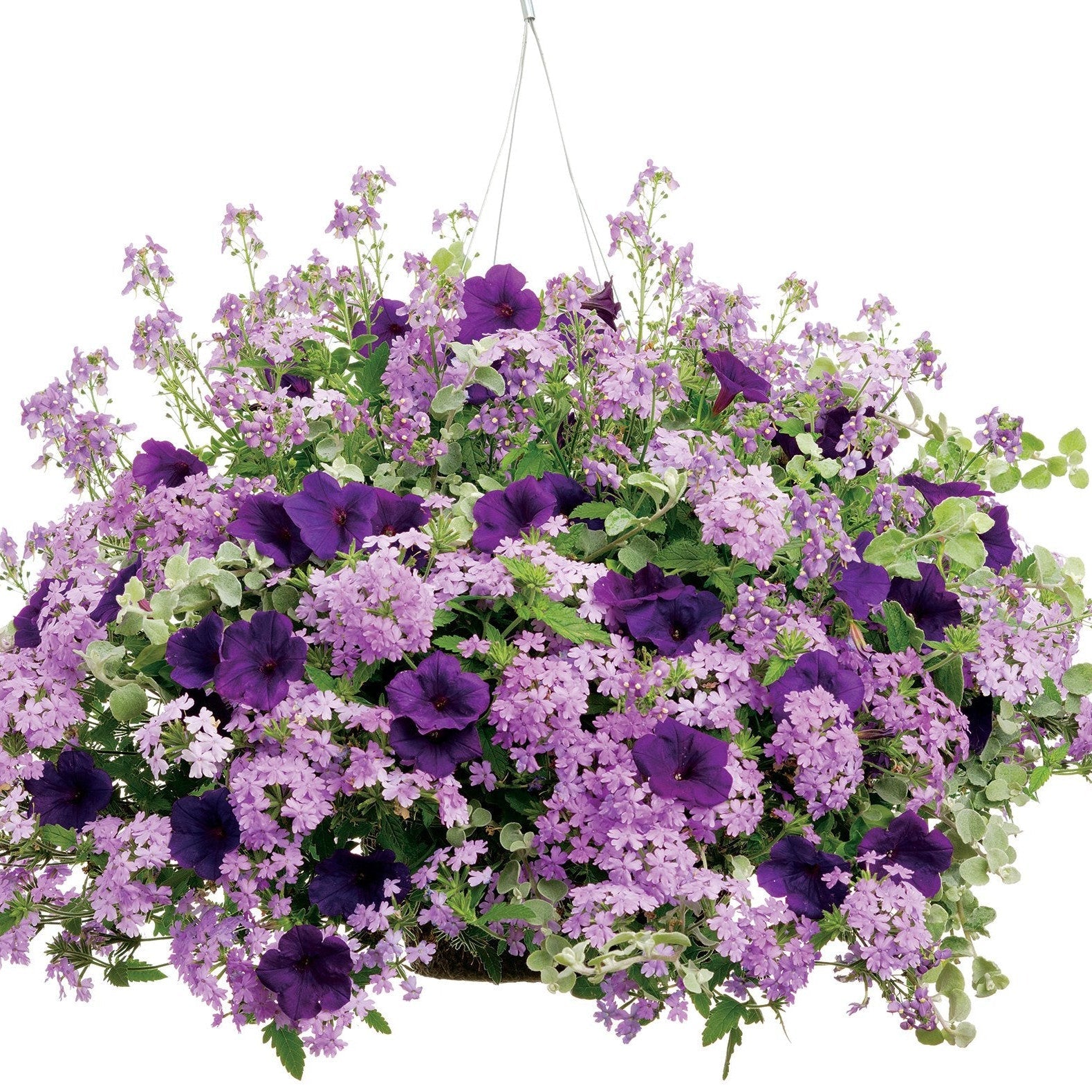 licorice plant hanging basket Licorice Plant | White Licorice