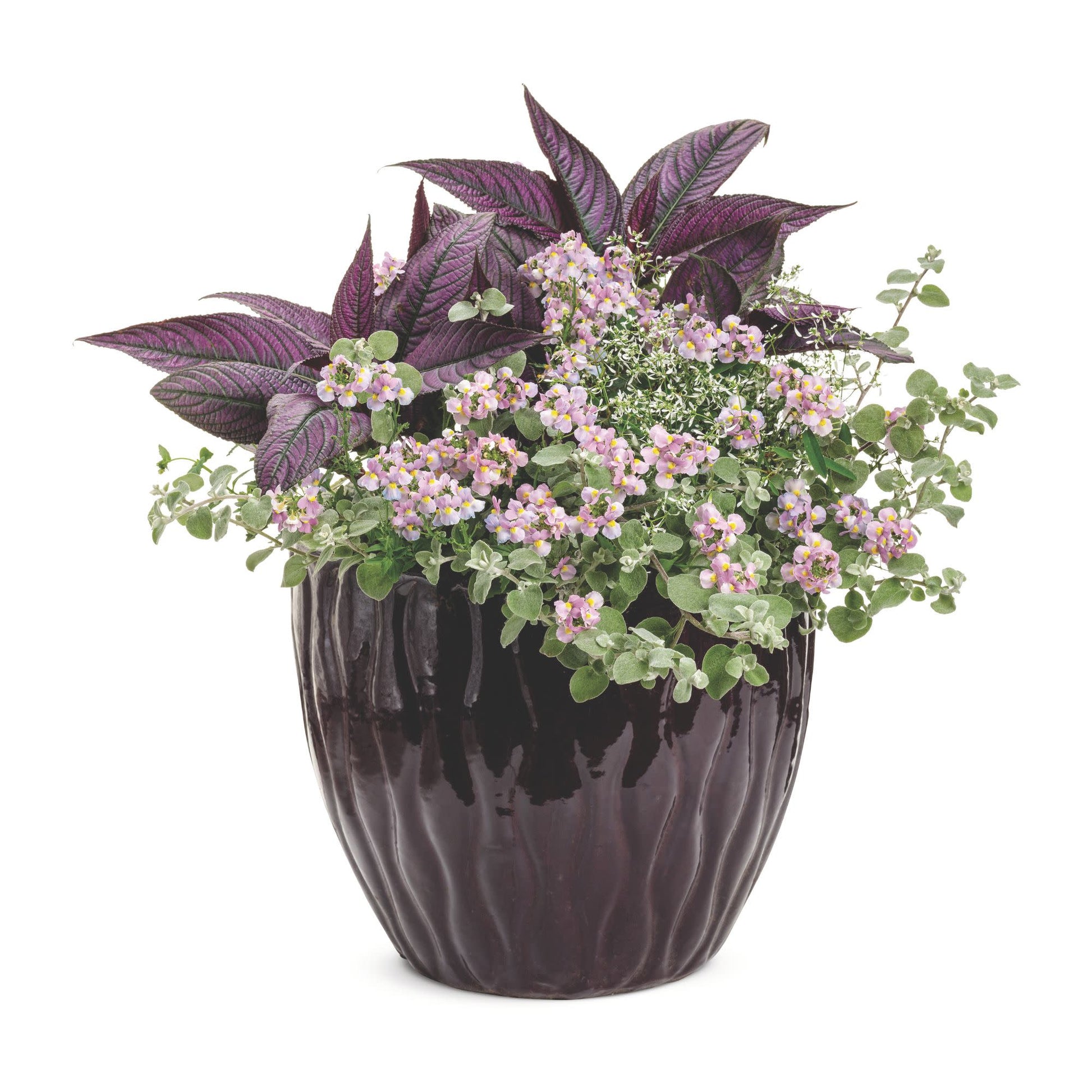 white licorice plant indoors Licorice Plant | White Licorice