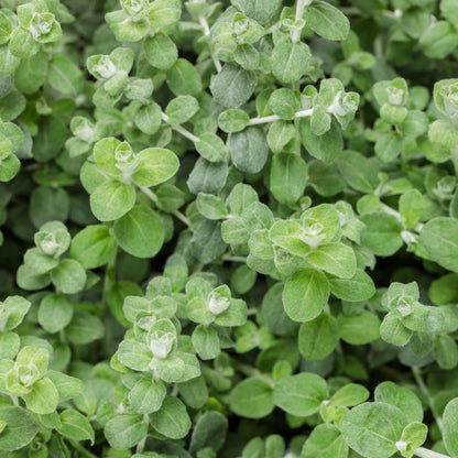 Petite Licorice Licorice Plant (Helichrysum petiolare)