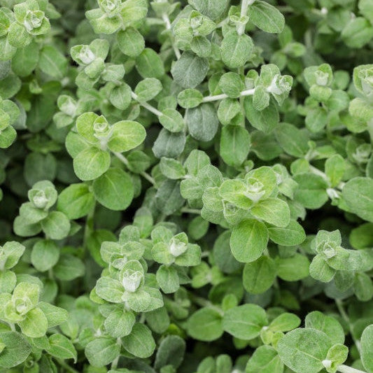 Petite Licorice Petite Licorice Licorice Plant up close.