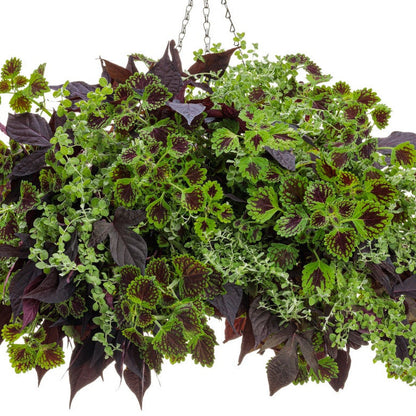 Petite Licorice Petite Licorice Licorice Plant in use.