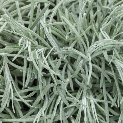 Icicles Licorice Plant up close.