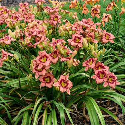 Rainbow Rhythm® 'Fearfully and Wonderfully Made' Daylily (Hemerocallis)